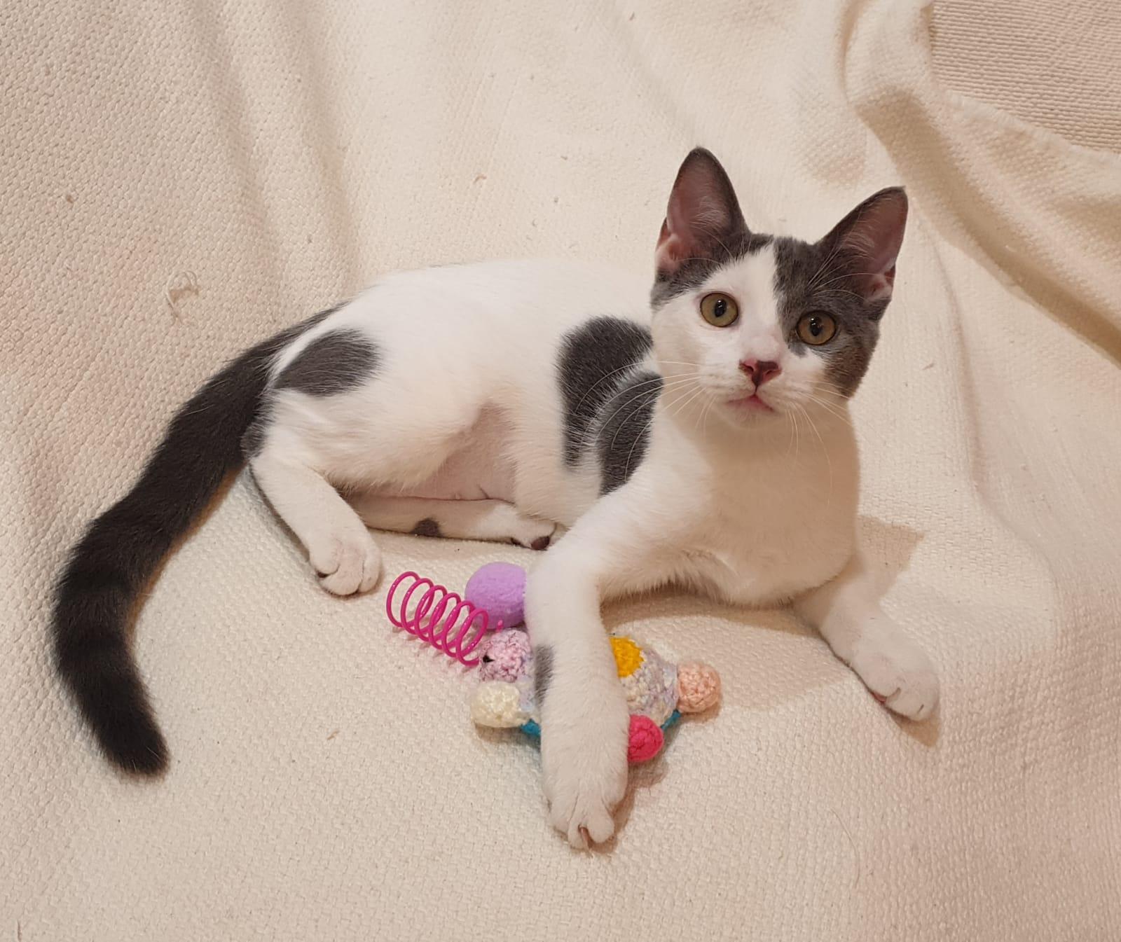 Enlarge Raindrop, a Adoptable mixed breed in North York, ON image 3/5