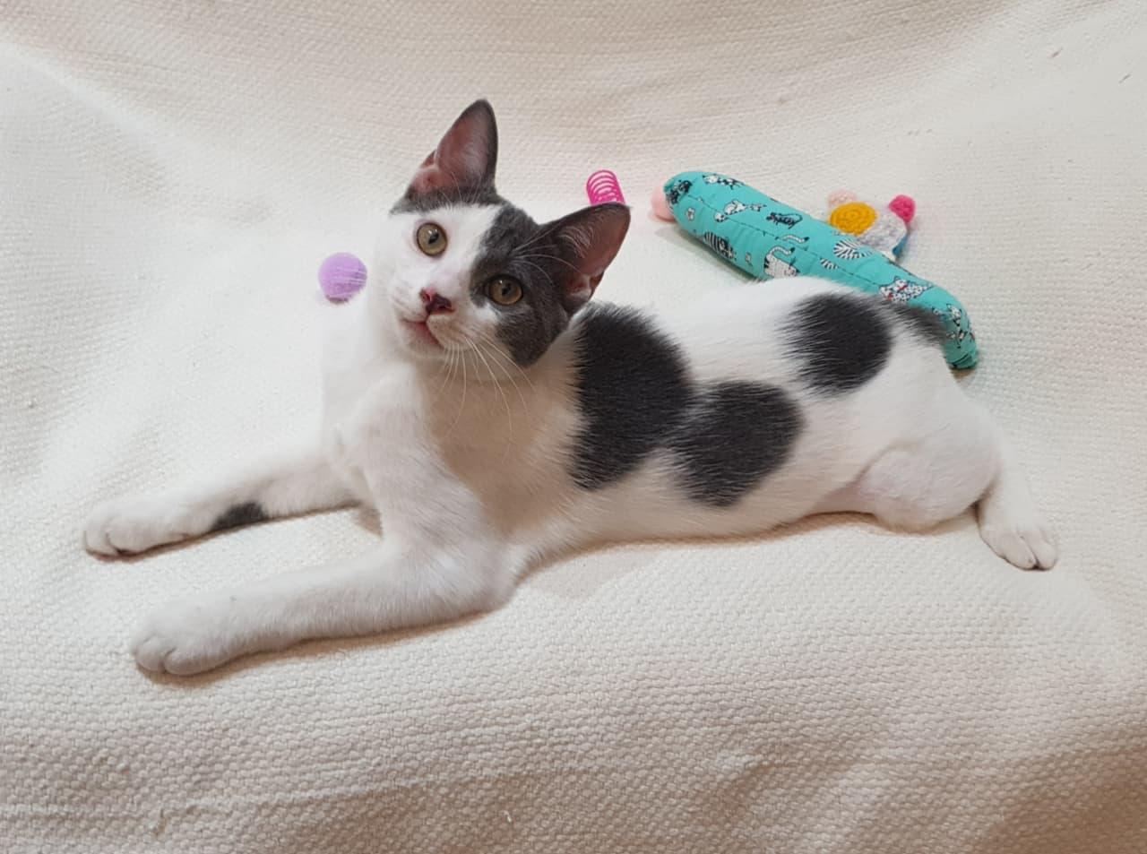 Enlarge Raindrop, a Adoptable mixed breed in North York, ON image 4/5