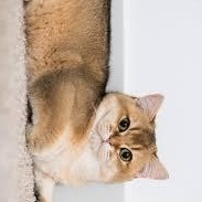 Cristall, a Adoptable mixed breed in Bettles, AK image 5/6