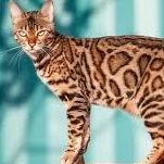 Cristall, a Adoptable mixed breed in Bettles, AK image 1/6