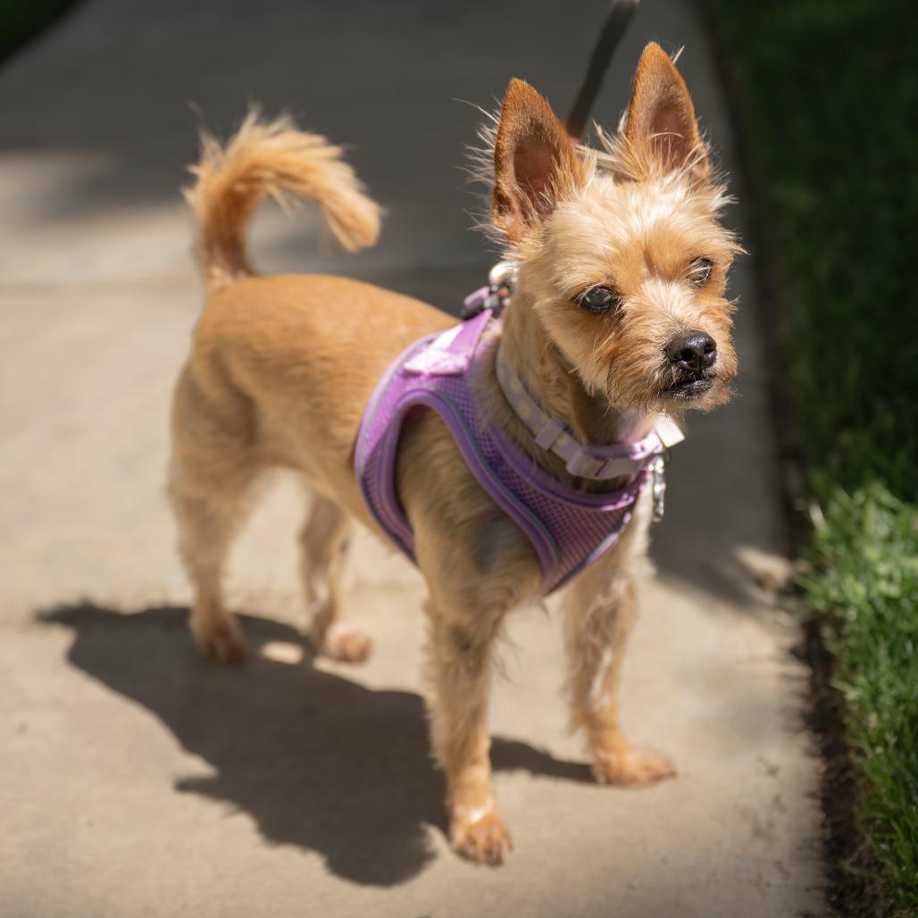 Lola, a Adoptable Yorkshire Terrier in Pacifica, CA image 1/6