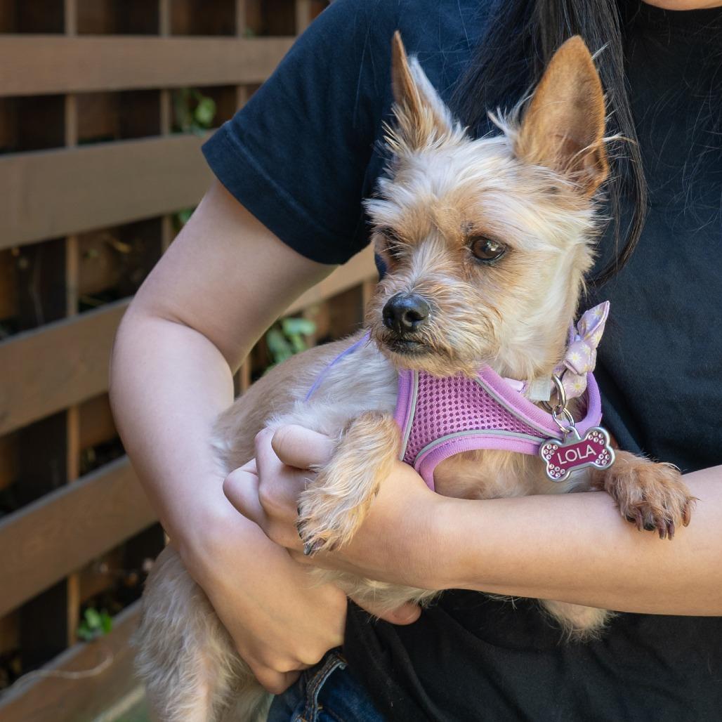 Lola, a Adoptable Yorkshire Terrier in Pacifica, CA image 2/6