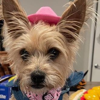 Lola, a Adoptable Yorkshire Terrier in Pacifica, CA image 3/6
