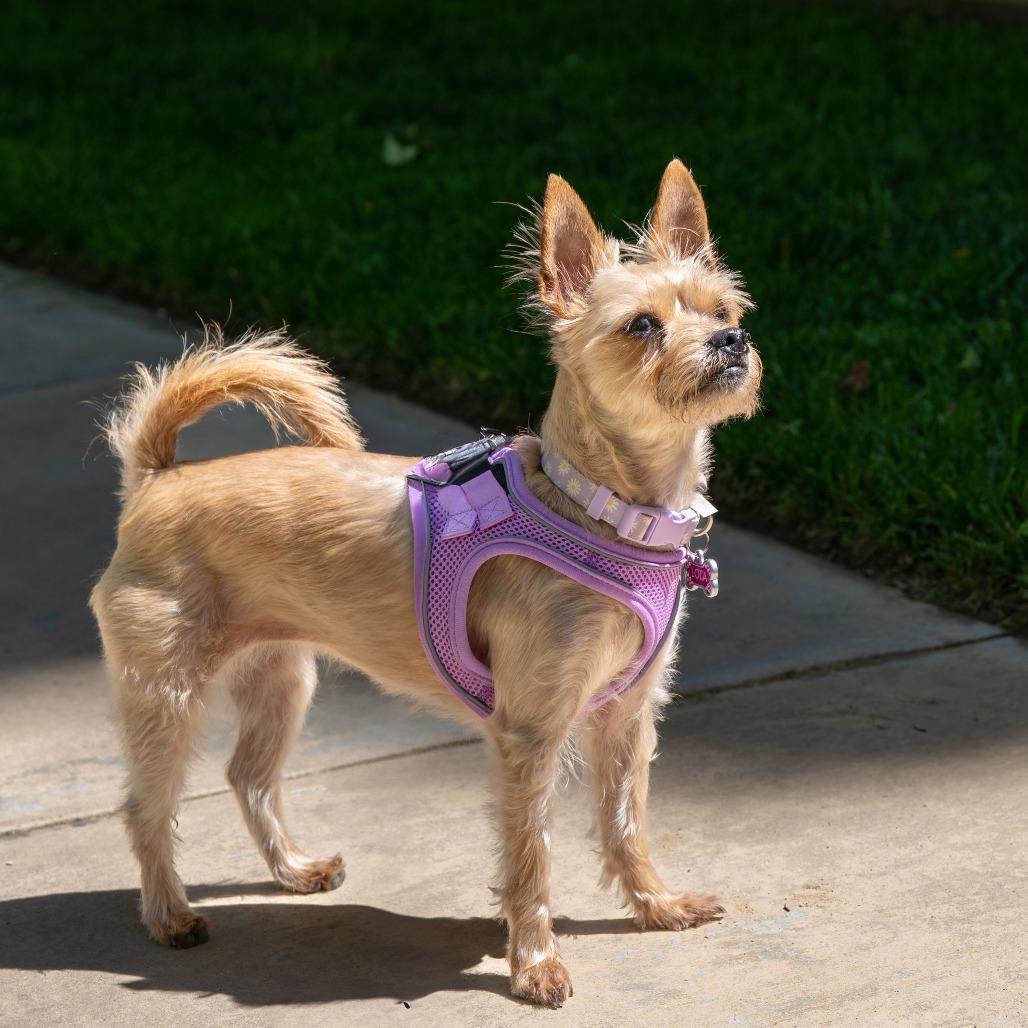 Lola, a Adoptable Yorkshire Terrier in Pacifica, CA image 4/6
