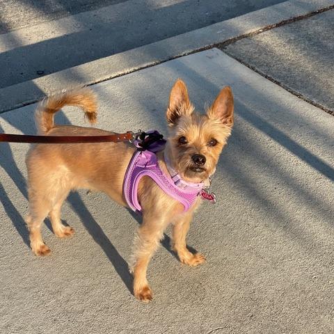 Lola, a Adoptable Yorkshire Terrier in Pacifica, CA image 5/6