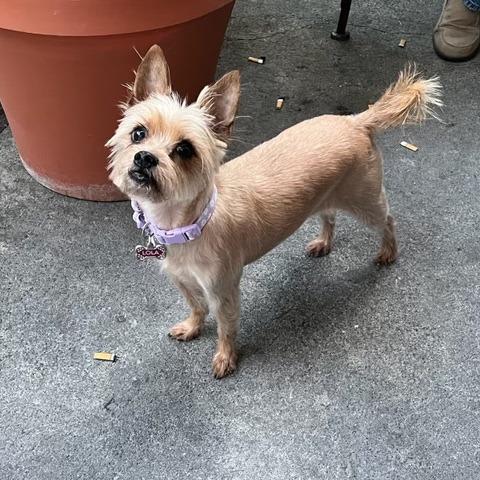 Lola, a Adoptable Yorkshire Terrier in Pacifica, CA image 6/6