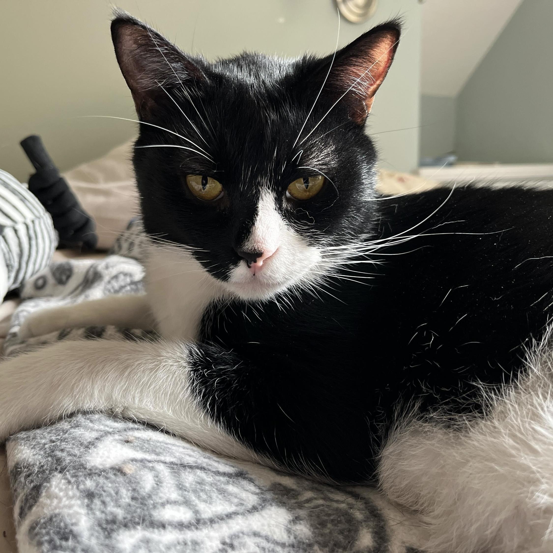 Phil, Adoptable, Adult Male Domestic Short Hair & Tuxedo.