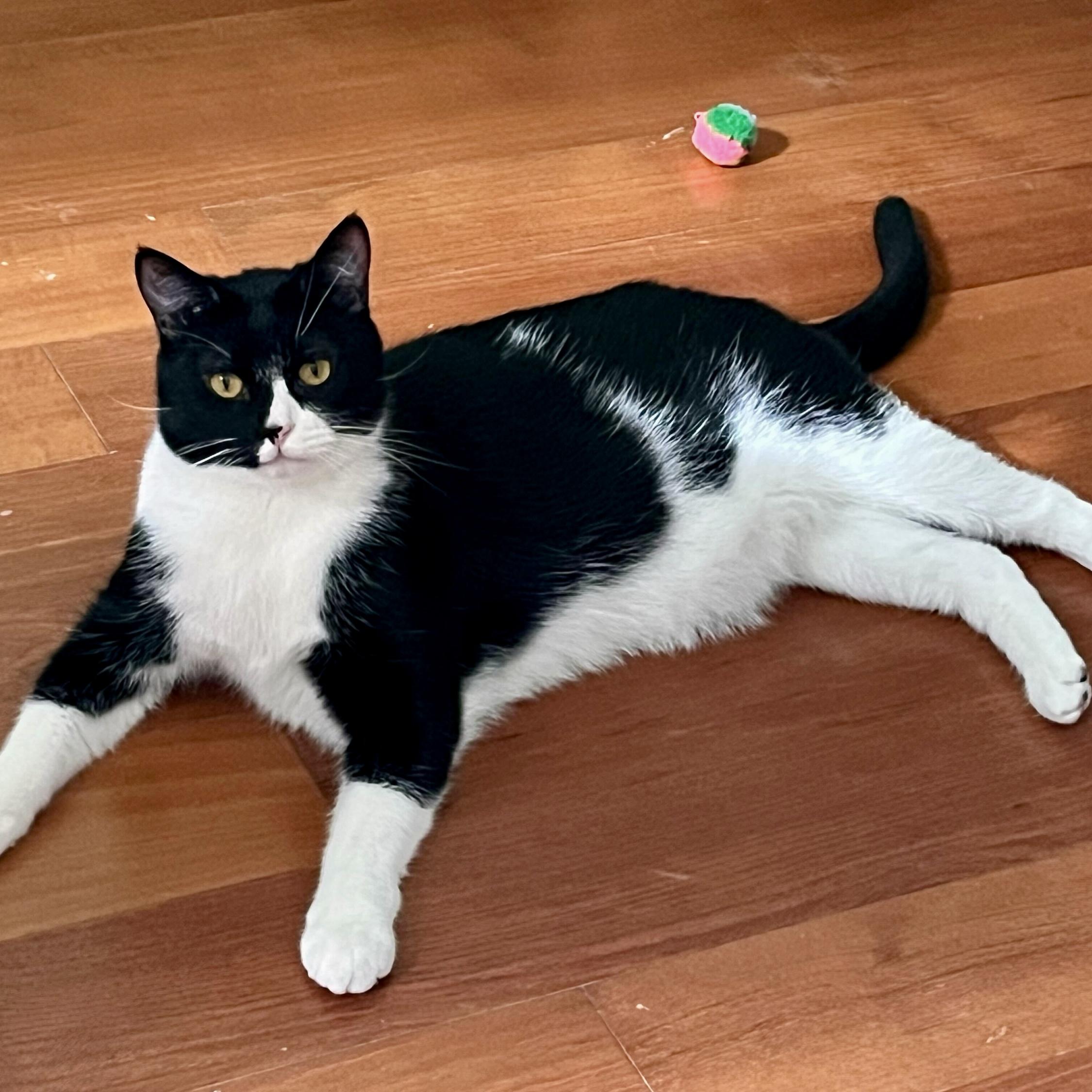 Enlarge Phil, a Adoptable mixed breed in Wilsonville, OR image 2/3