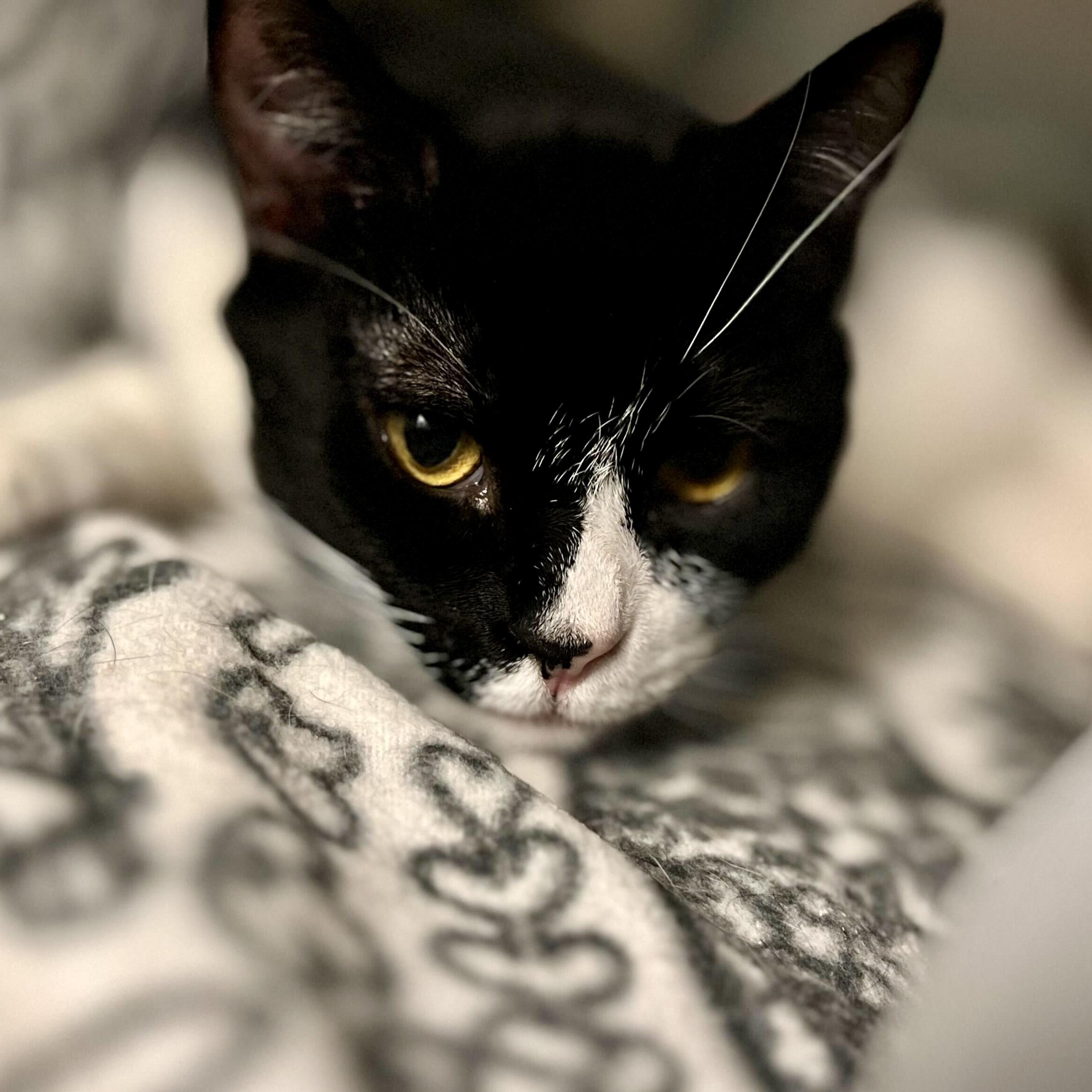 Enlarge Phil, a Adoptable mixed breed in Wilsonville, OR image 3/3