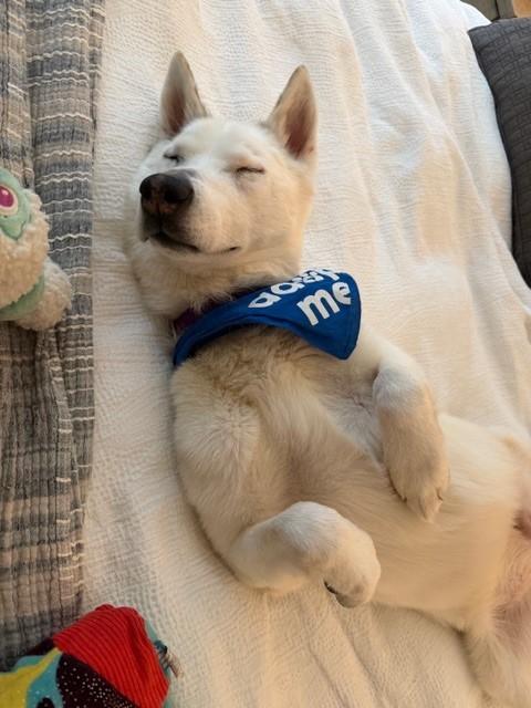 Snow — thumbnail 5