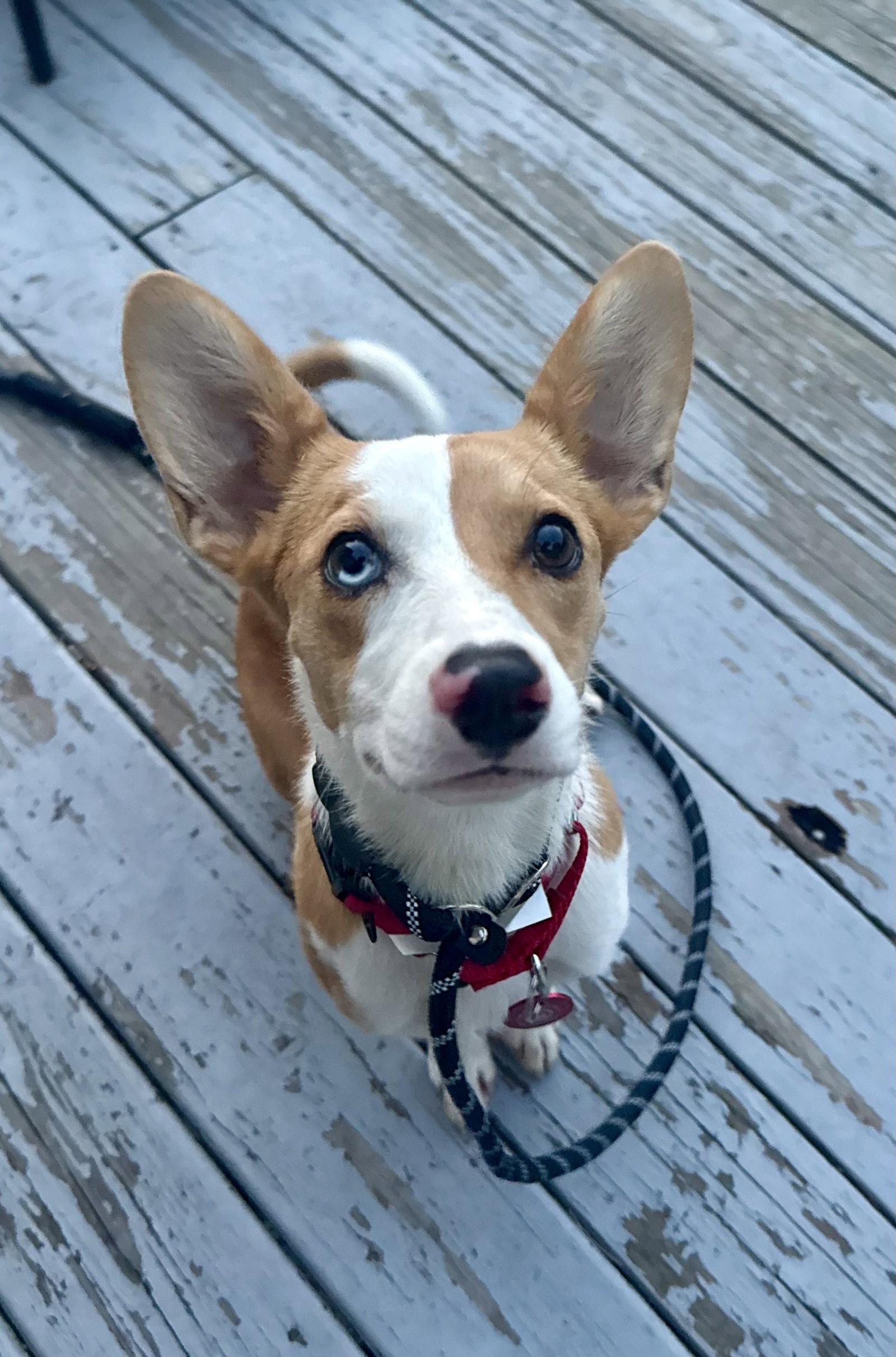 Bella *LOCAL*, Adoptable, Young Female Australian Shepherd & Corgi.