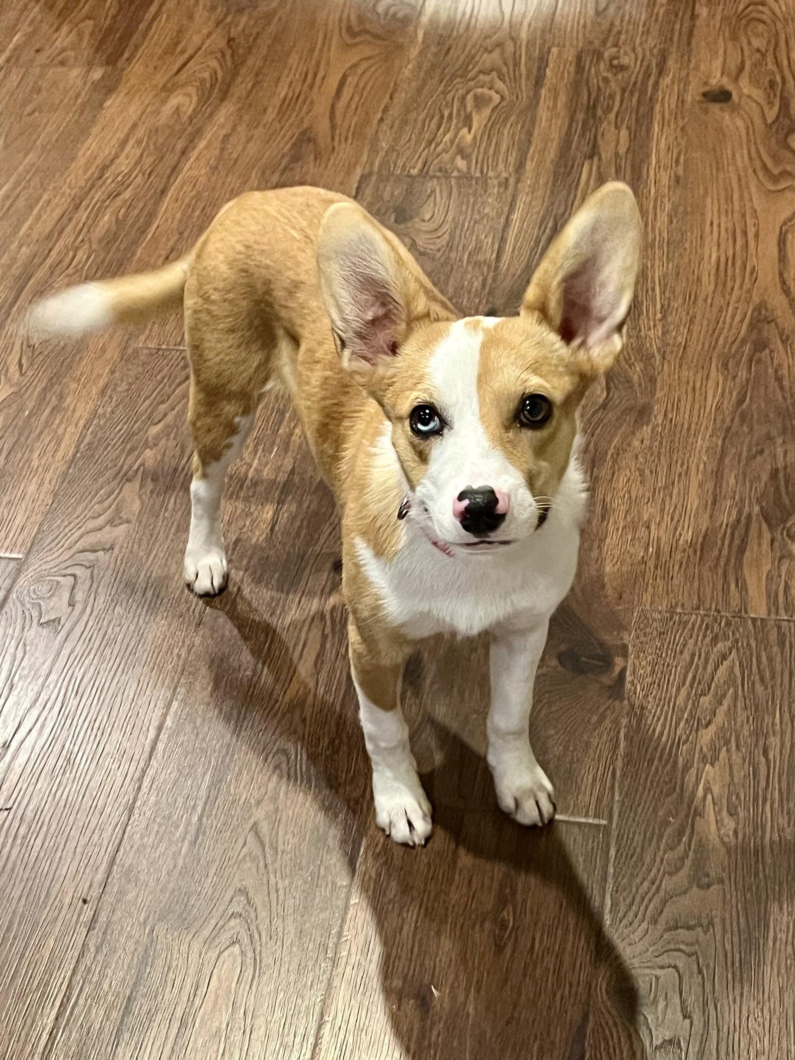 Bella *LOCAL*, a Adoptable mixed breed in Wakefield, RI image 2/3