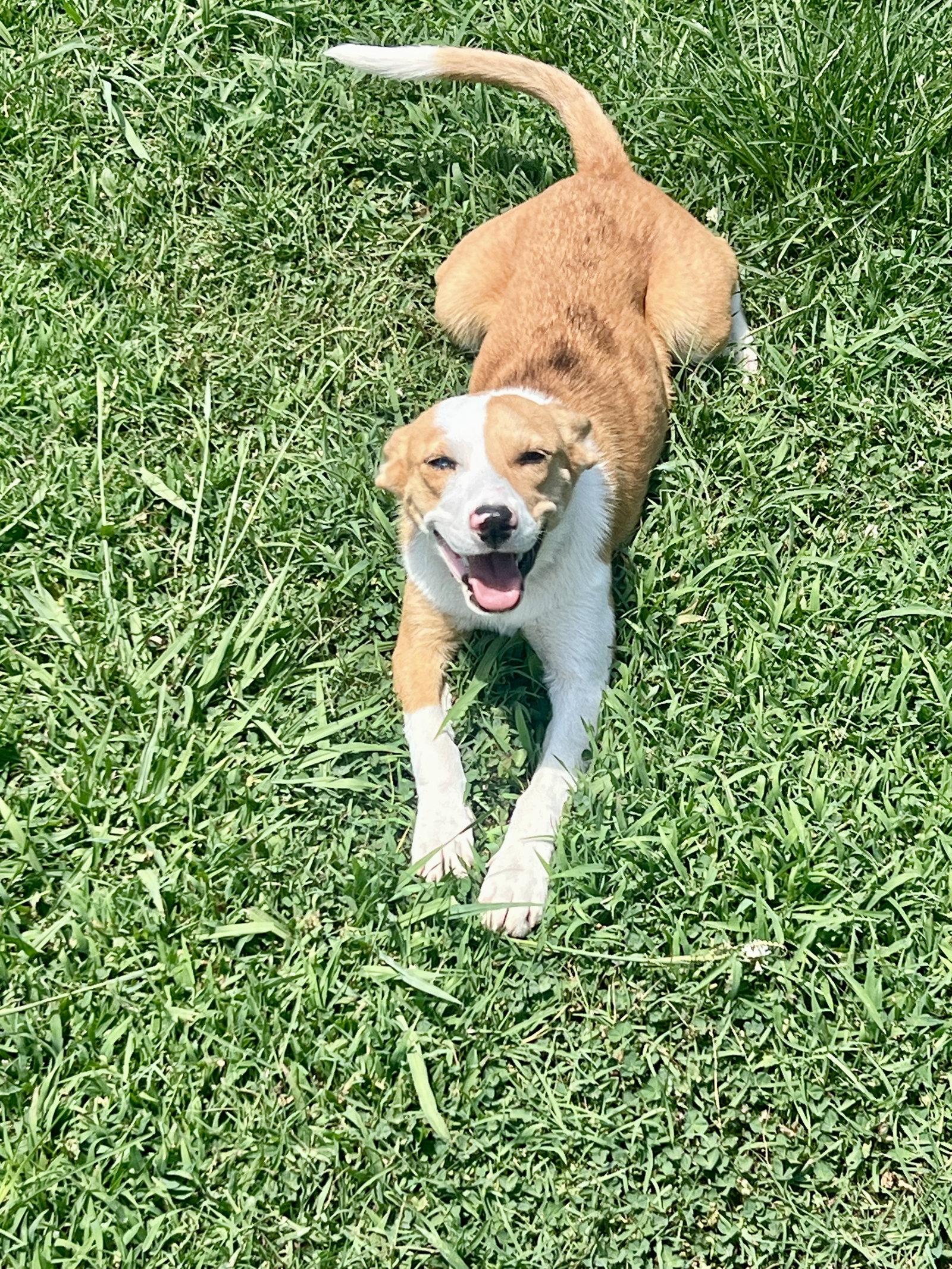 Bella *LOCAL*, a Adoptable mixed breed in Wakefield, RI image 3/3