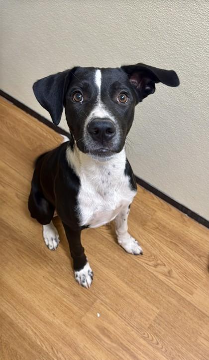 Tucker, Adoptable, Adult Male Mixed Breed & Mixed Breed.