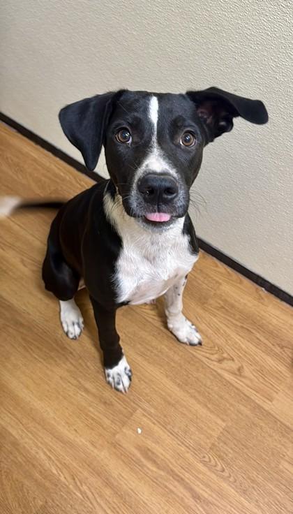 Enlarge Tucker, a Adoptable mixed breed in Oklahoma City, OK image 2/2
