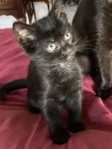 Enlarge Nyx, a ADOPTABLE Domestic Short Hair in Chesapeake Beach, MD image 2/2