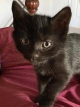 Nyx, ADOPTABLE, Kitten Female Domestic Short Hair.