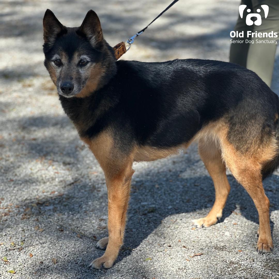 Ember, a Adoptable Mixed Breed in Mount Juliet, TN image 3/3