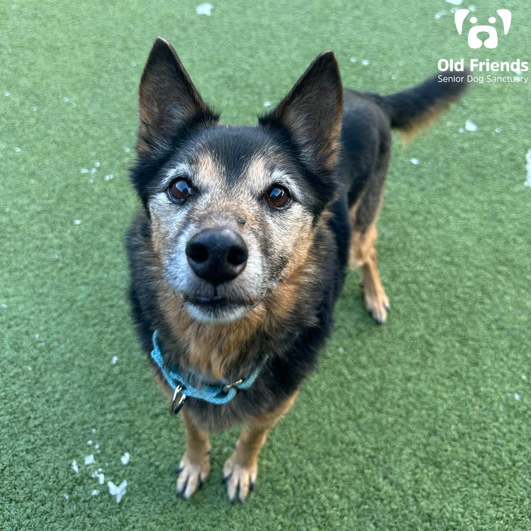 Ember, Adoptable, Senior Female Mixed Breed.