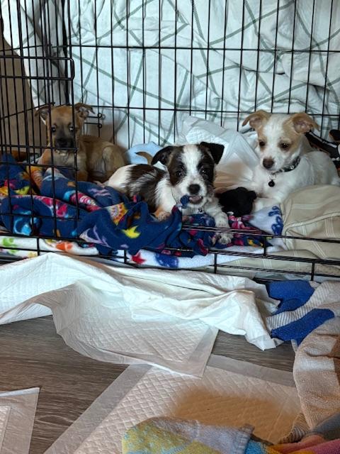 Jojo, a Adoptable mixed breed in san ramon, CA image 3/6