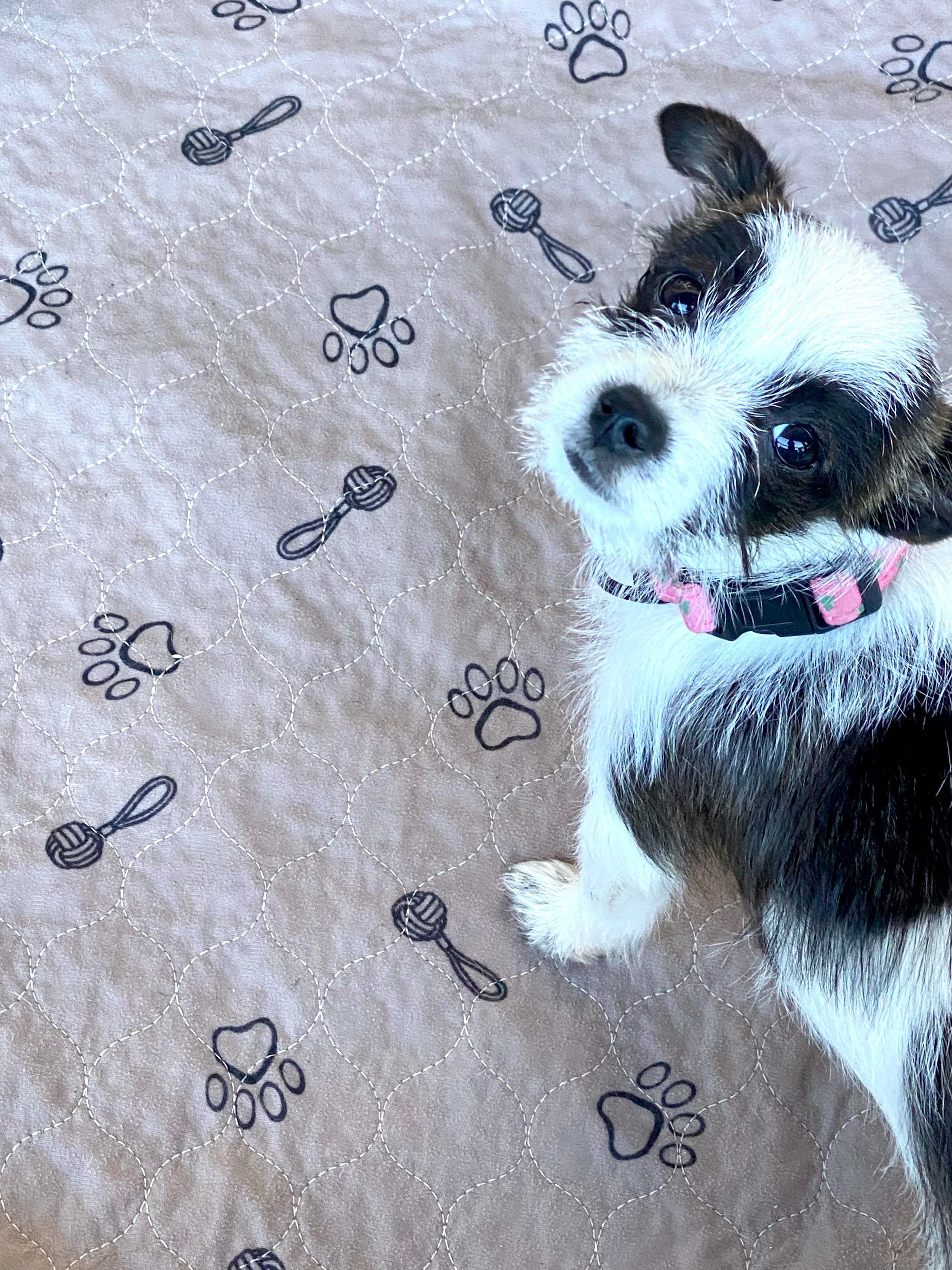 Enlarge Jojo, a Adoptable mixed breed in san ramon, CA image 1/5