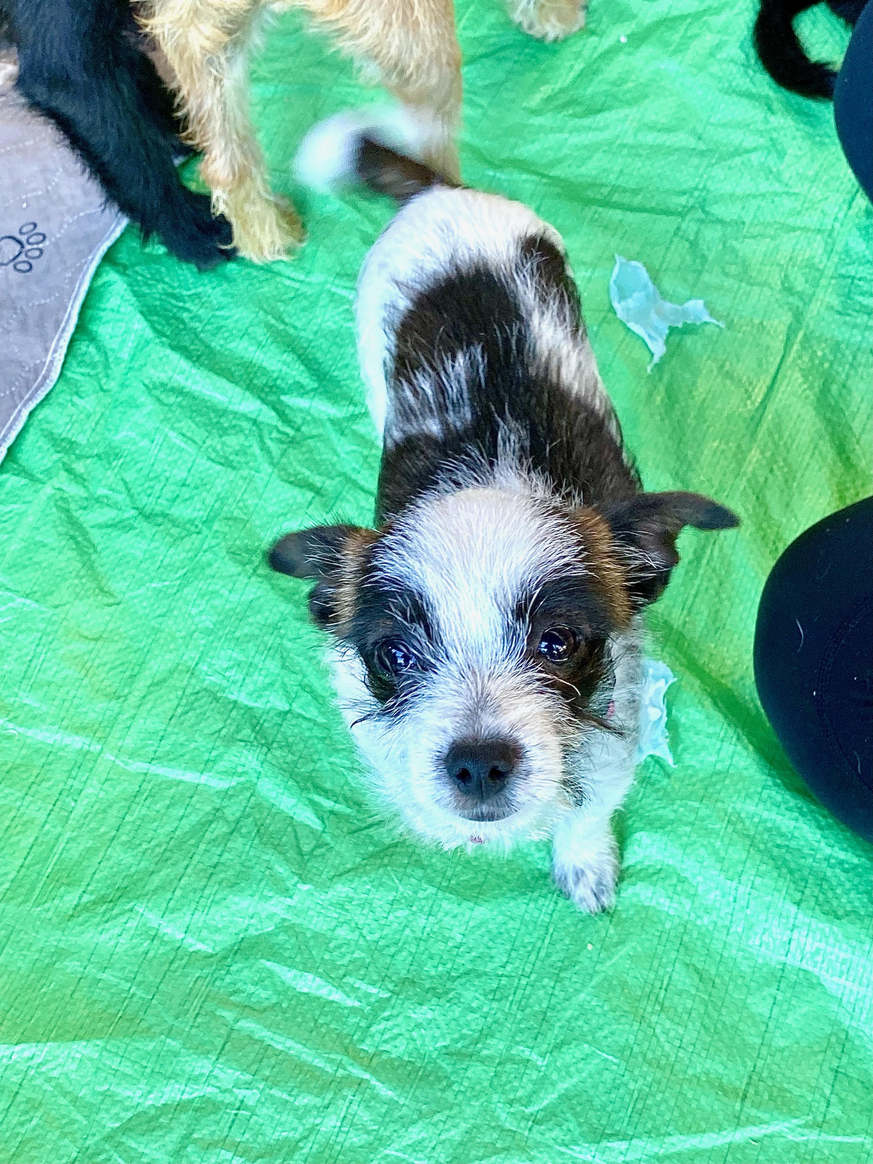 Enlarge Jojo, a Adoptable mixed breed in san ramon, CA image 5/5