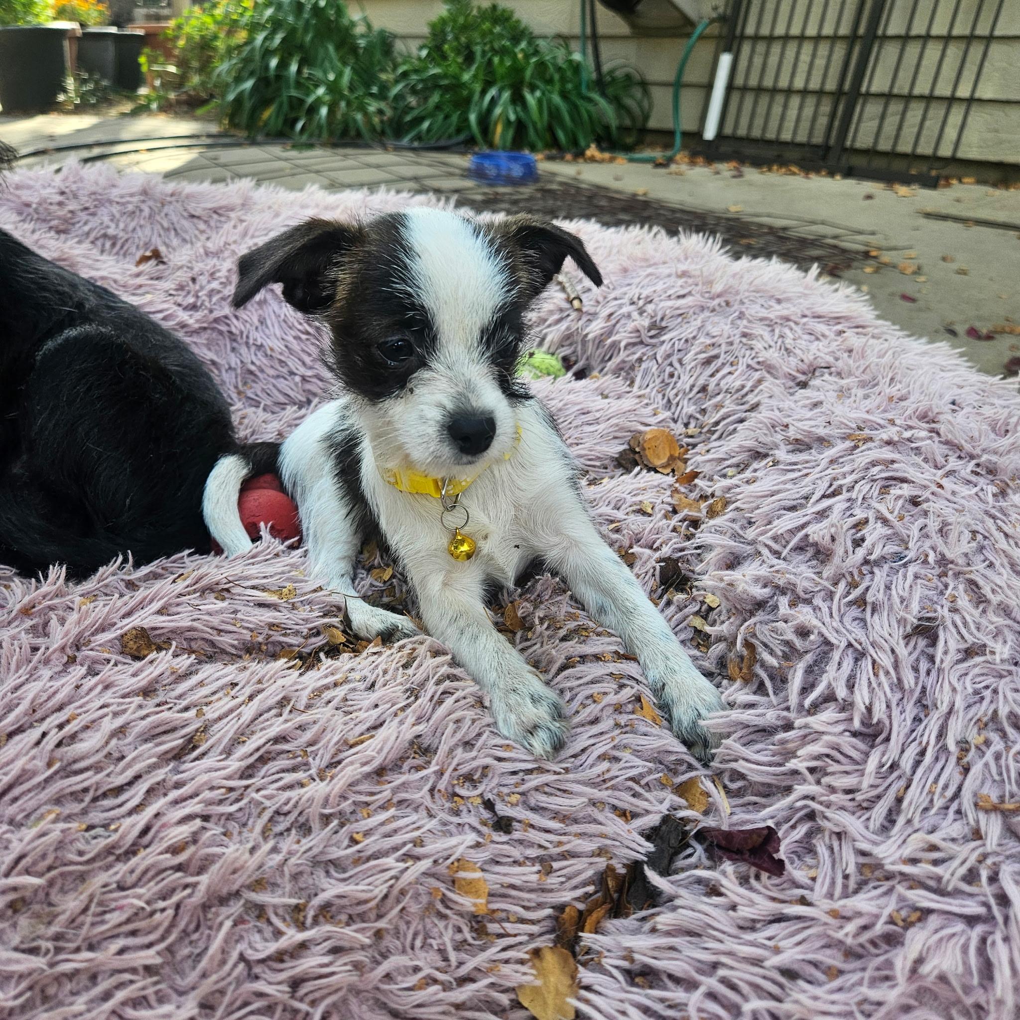 Jojo, a Adoptable mixed breed in san ramon, CA image 6/6