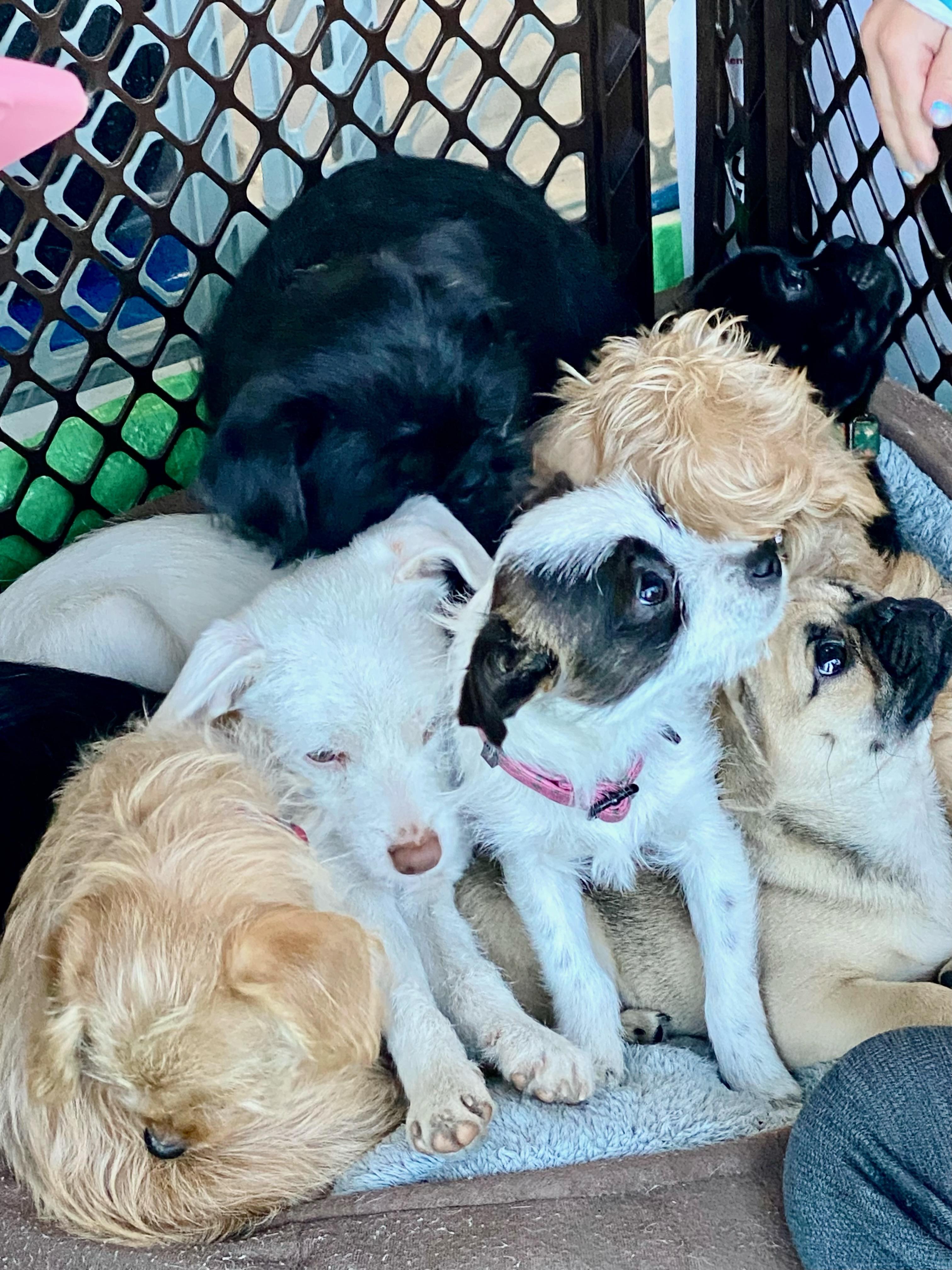 Enlarge Jojo, a Adoptable mixed breed in san ramon, CA image 4/5