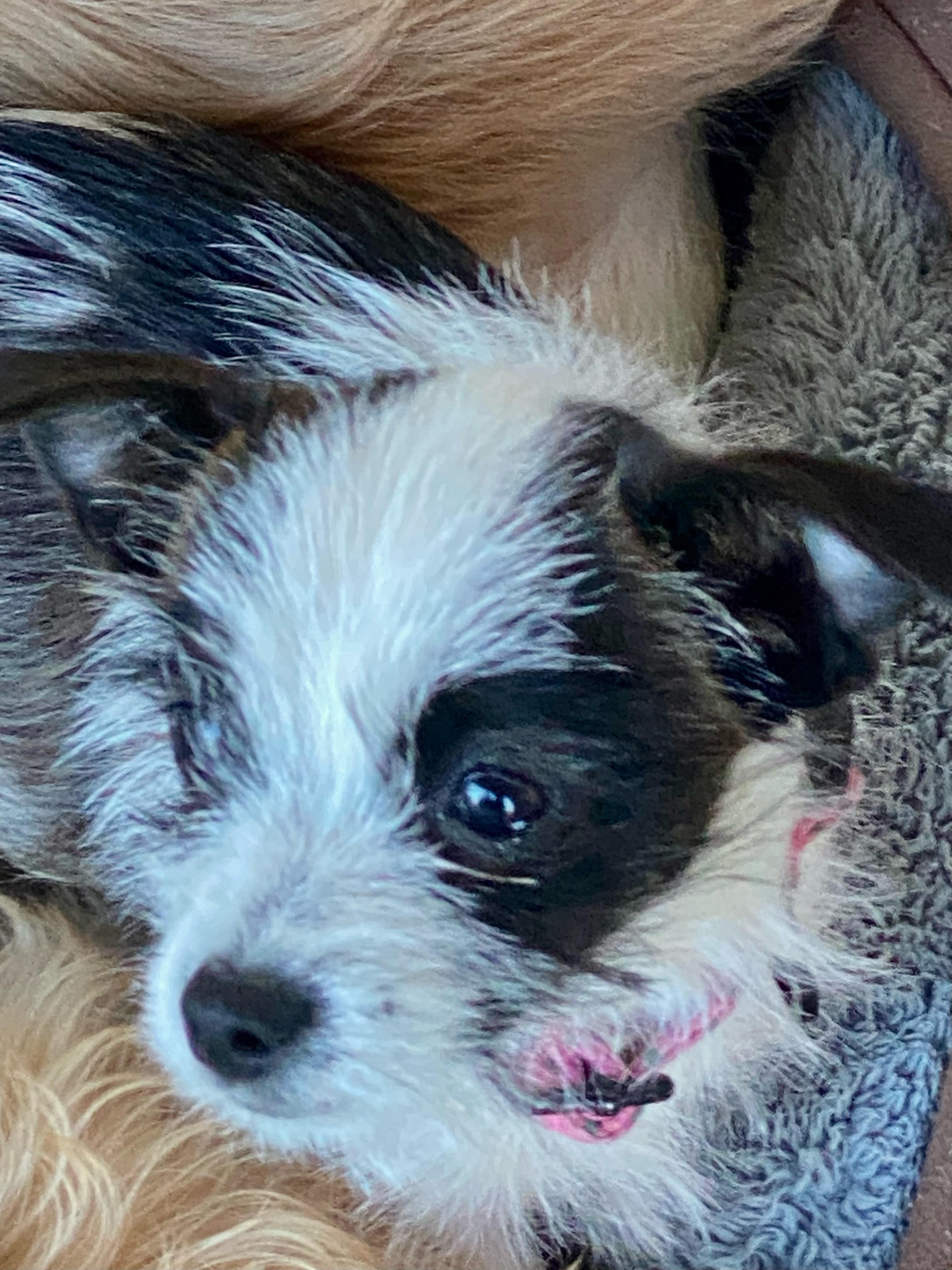 Enlarge Jojo, a Adoptable mixed breed in san ramon, CA image 3/5