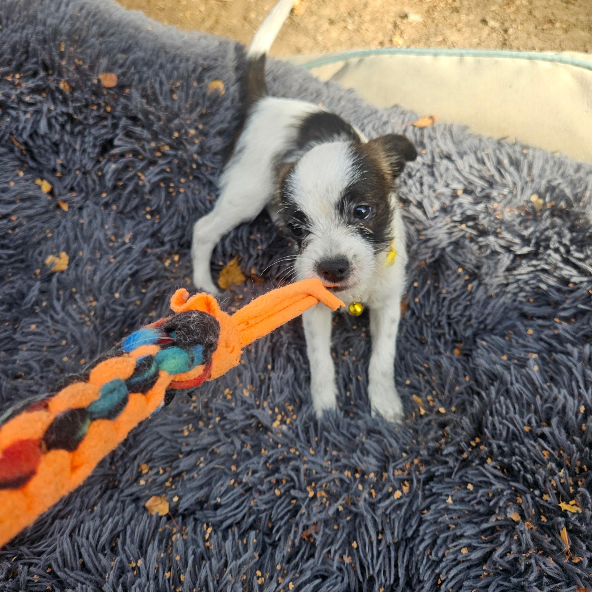 Jojo, a Adoptable mixed breed in san ramon, CA image 1/6