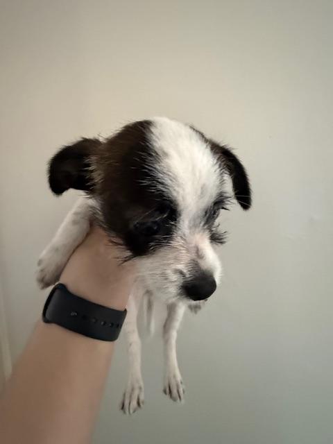 Jojo, a Adoptable mixed breed in san ramon, CA image 4/6