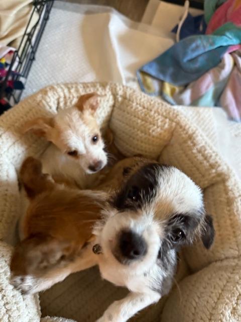 Jojo, a Adoptable mixed breed in san ramon, CA image 2/6