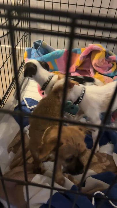 Enlarge Jojo, a Adoptable mixed breed in san ramon, CA video 5/6