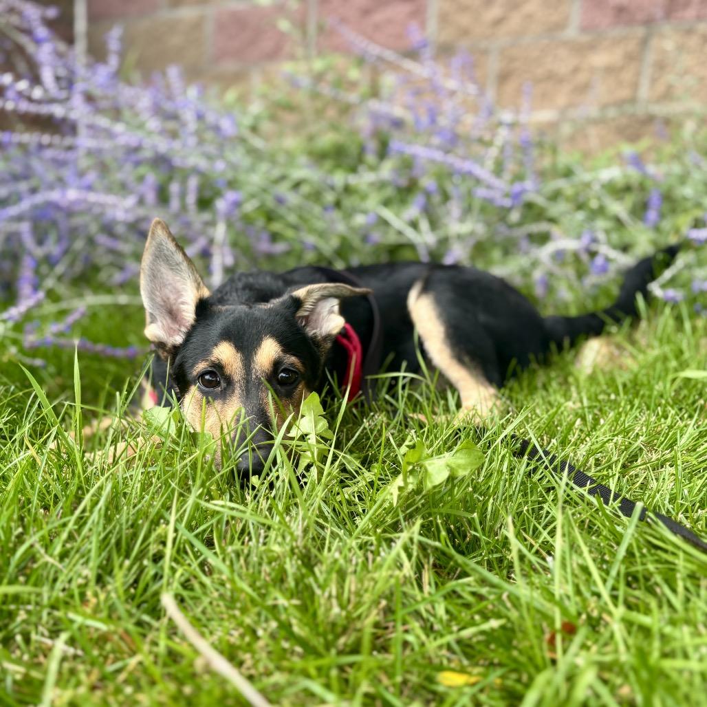 Cooper, Adoptable, Puppy Male German Shepherd Dog & Border Collie.
