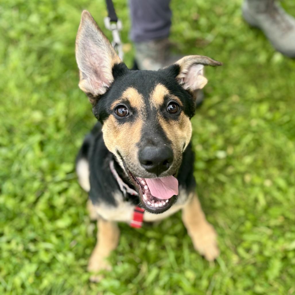Enlarge Cooper, a Adoptable mixed breed in Glenwood Springs, CO image 2/5
