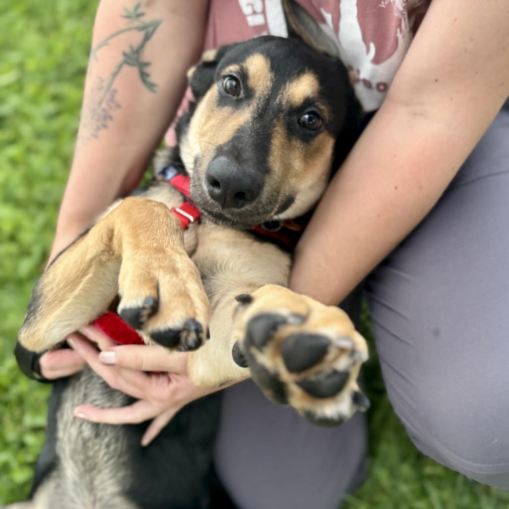 Enlarge Cooper, a Adoptable mixed breed in Glenwood Springs, CO image 3/5