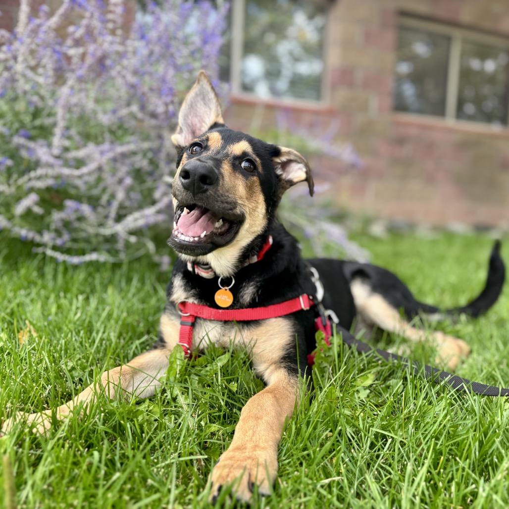 Enlarge Cooper, a Adoptable mixed breed in Glenwood Springs, CO image 4/5