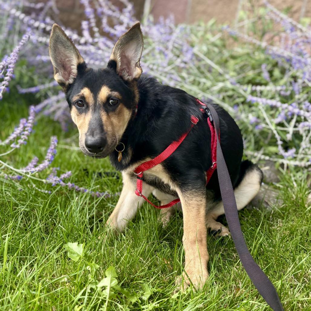 Enlarge Cooper, a Adoptable mixed breed in Glenwood Springs, CO image 5/5