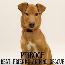 Enlarge Pibroch, a Adoptable Labrador Retriever in Wasilla, AK image 1/4