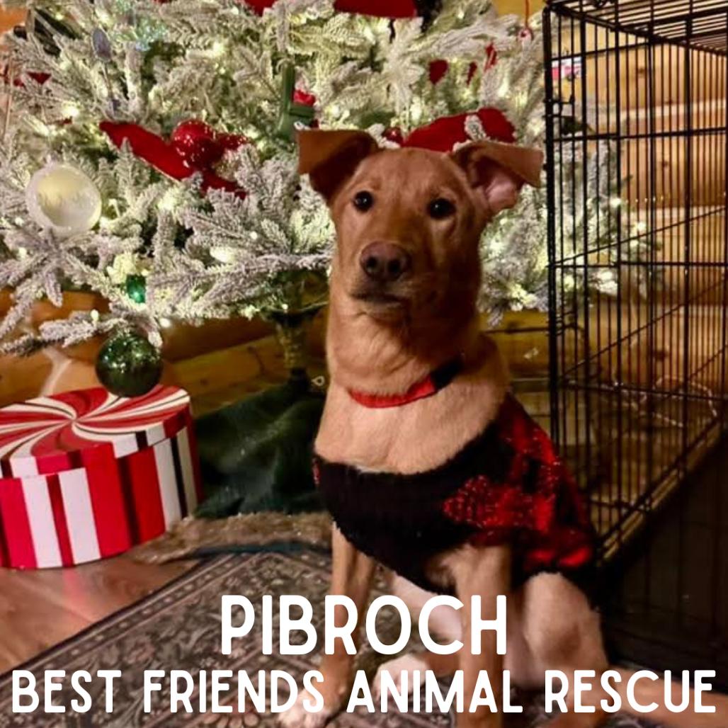 Enlarge Pibroch, a Adoptable Labrador Retriever in Wasilla, AK image 2/4