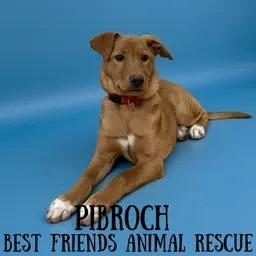 Enlarge Pibroch, a Adoptable Labrador Retriever in Wasilla, AK image 3/4