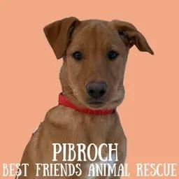 Enlarge Pibroch, a Adoptable Labrador Retriever in Wasilla, AK image 4/4