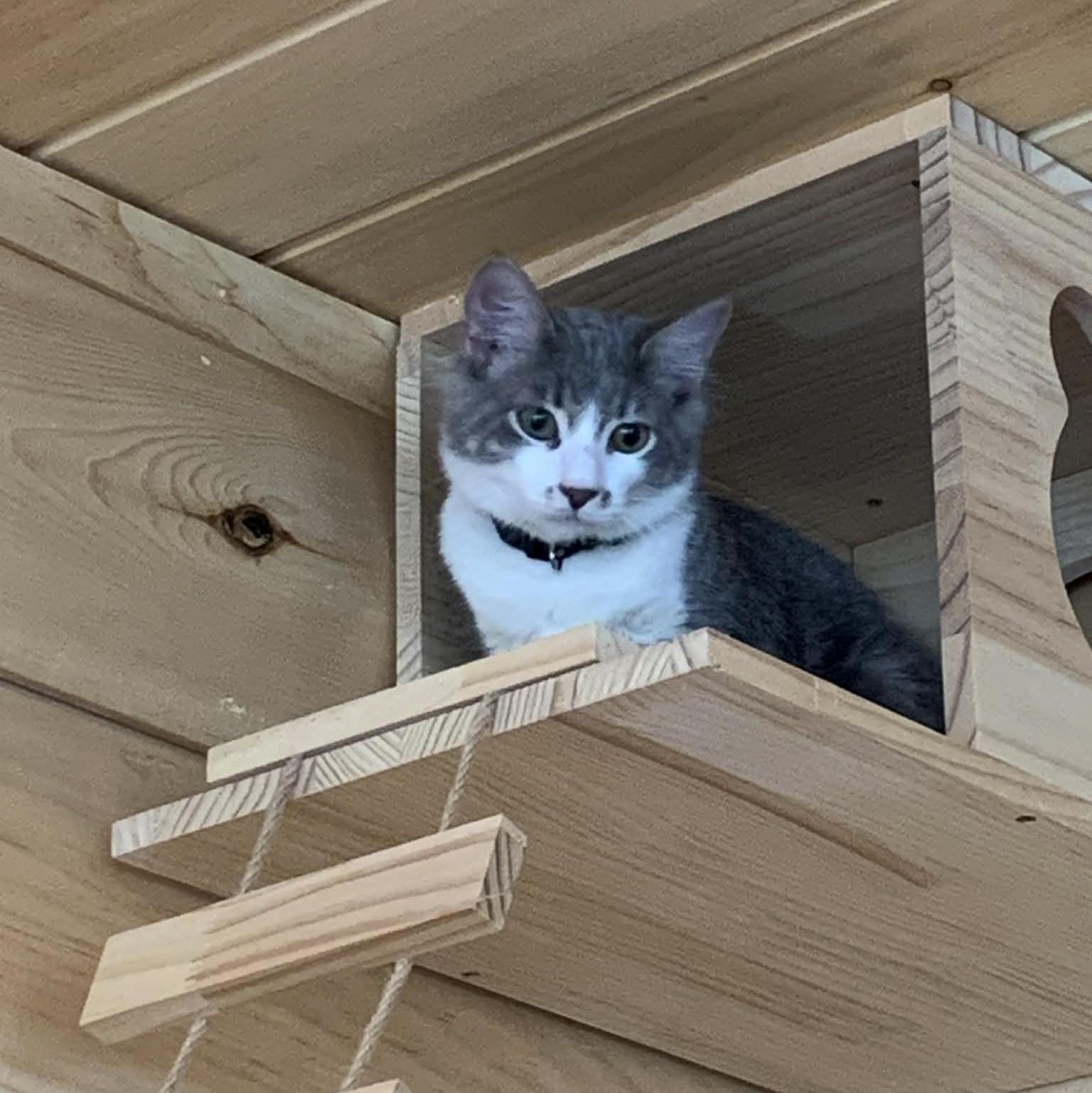 Enlarge Quick Silver, an adopted Domestic Long Hair in Hawley, PA image 5/5
