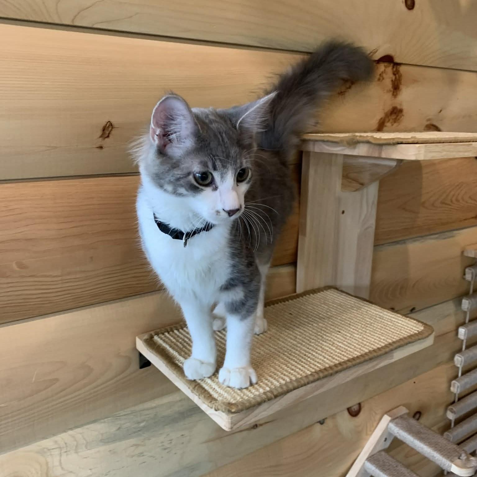 Enlarge Quick Silver, an adopted Domestic Long Hair in Hawley, PA image 2/5