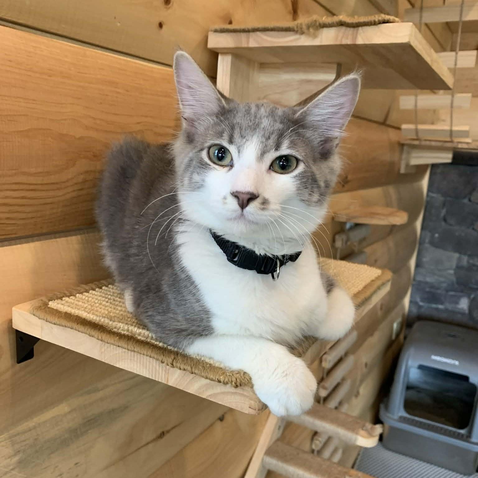 Quick Silver, adopted, Kitten Male Domestic Long Hair.