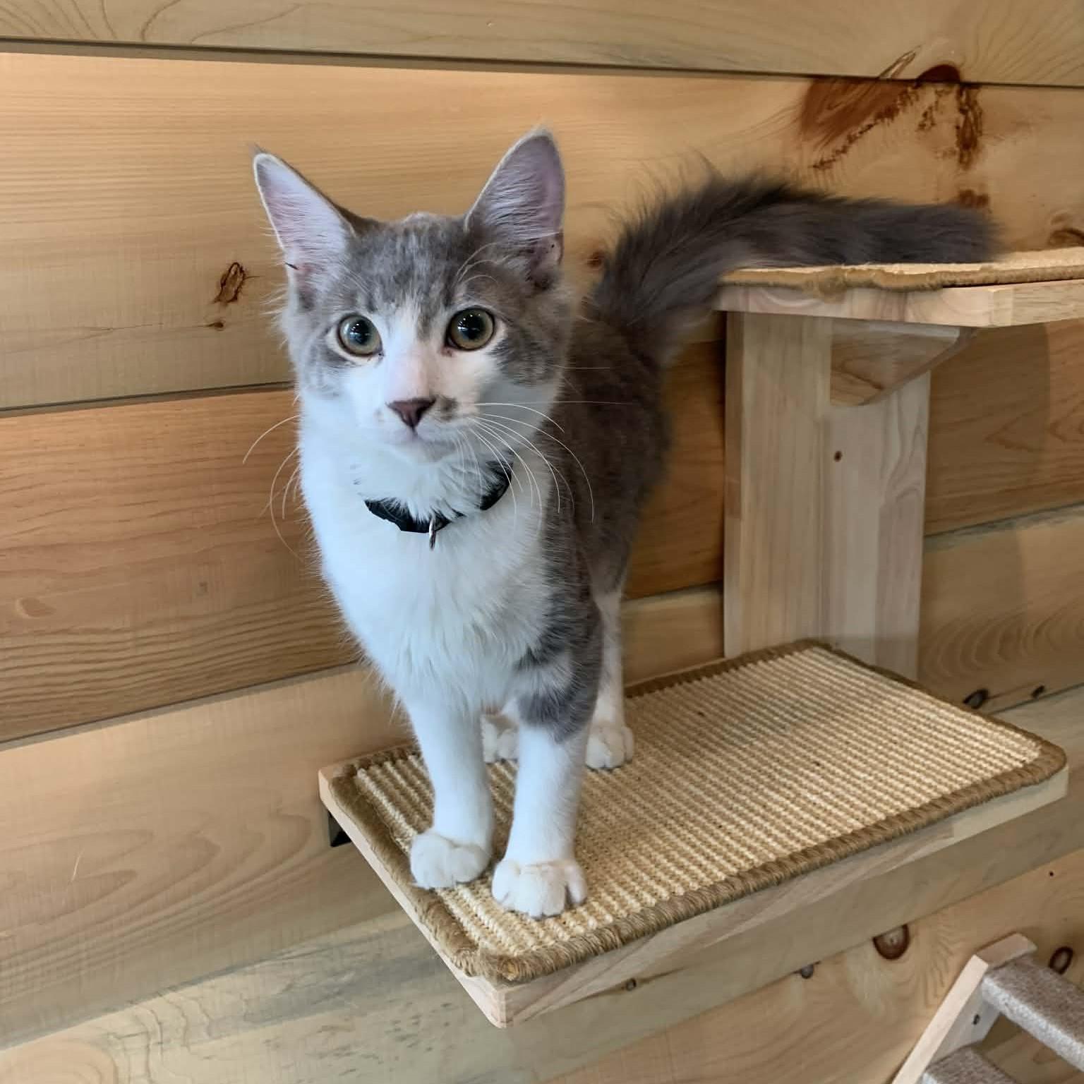 Enlarge Quick Silver, an adopted Domestic Long Hair in Hawley, PA image 3/5