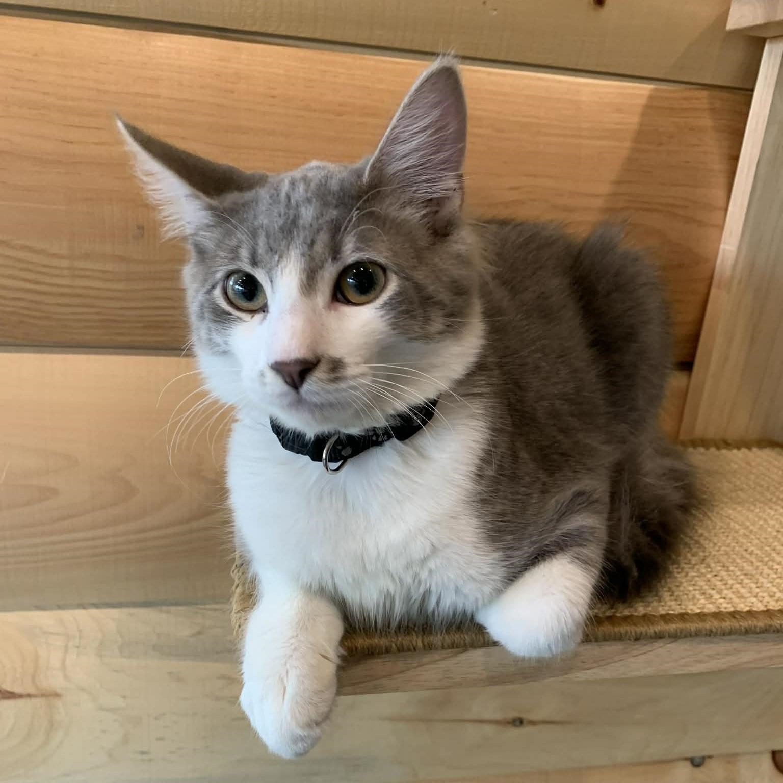 Enlarge Quick Silver, an adopted Domestic Long Hair in Hawley, PA image 4/5