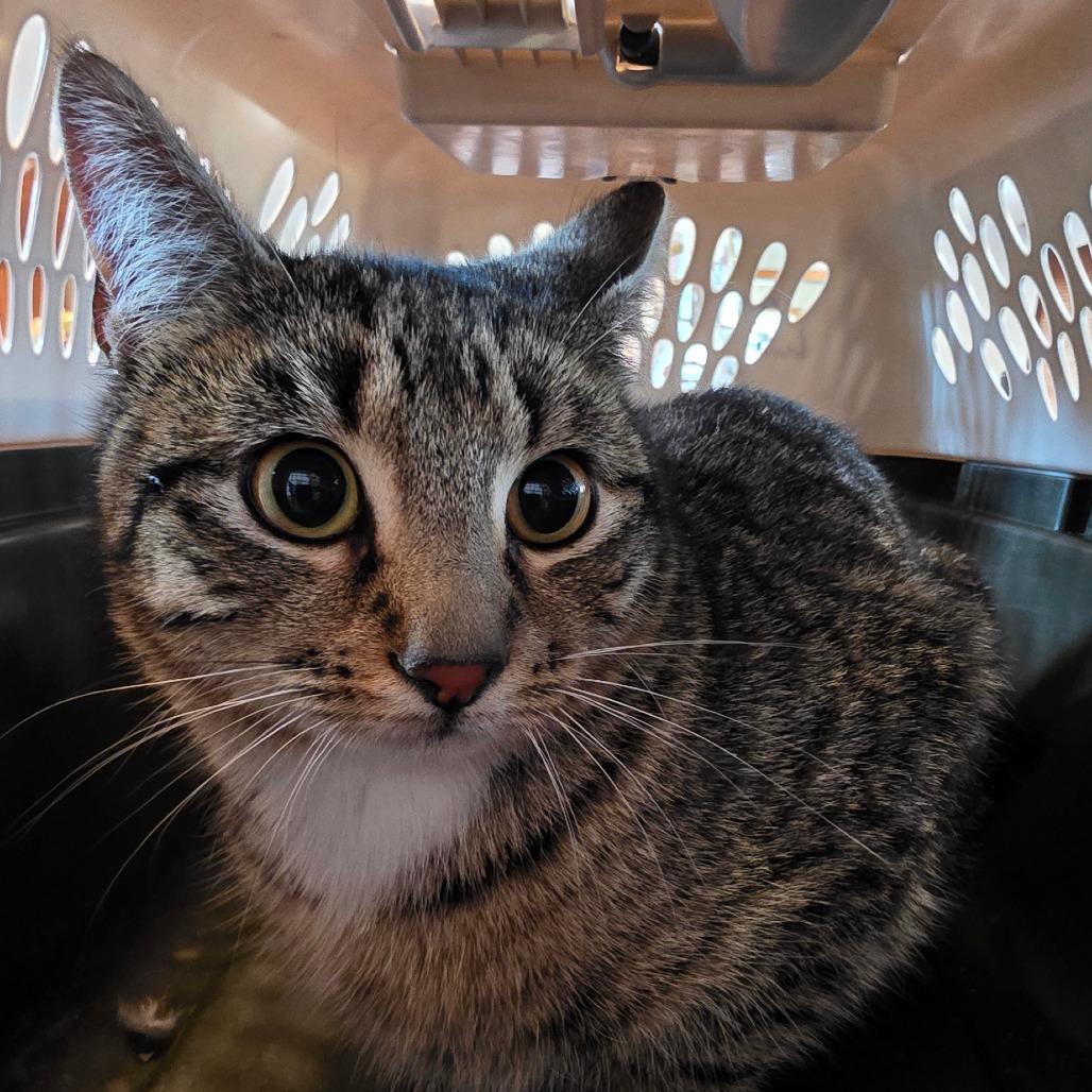 Mable, Adoptable, Young Female Domestic Short Hair.