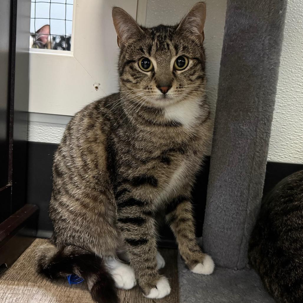 Enlarge Mable, a Adoptable Domestic Short Hair in Port Angeles, WA image 2/6