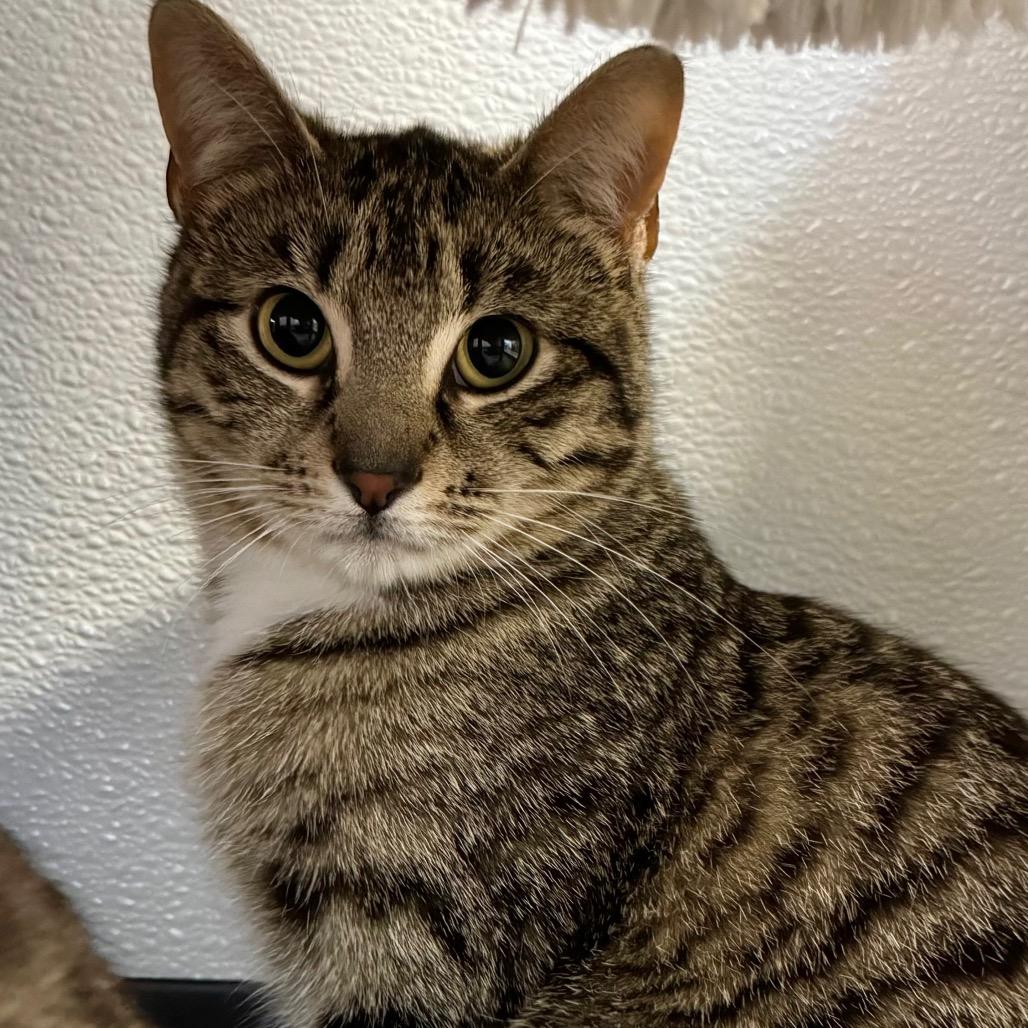 Enlarge Mable, a Adoptable Domestic Short Hair in Port Angeles, WA image 3/6